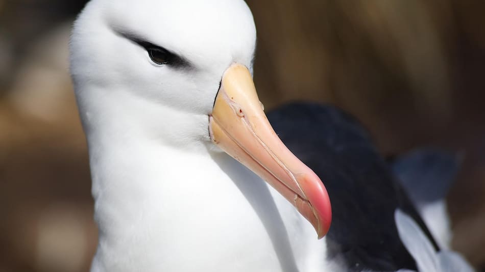 Albatros errante, ave. Foto: Pixabay.