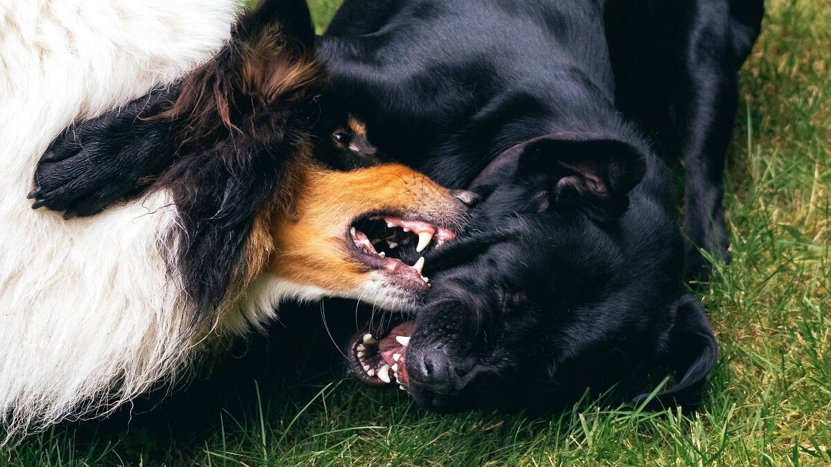 Pelea de perros.