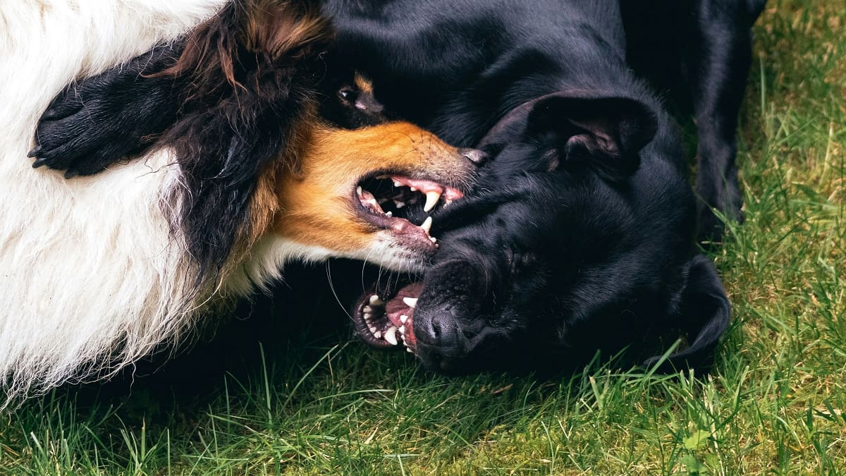 Qué significa que tu perro te gruña y cómo actuar, según adiestradores caninos.