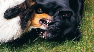 Más que un aviso: por qué tu perro gruñe y cómo actuar para evitar conflictos, según expertos