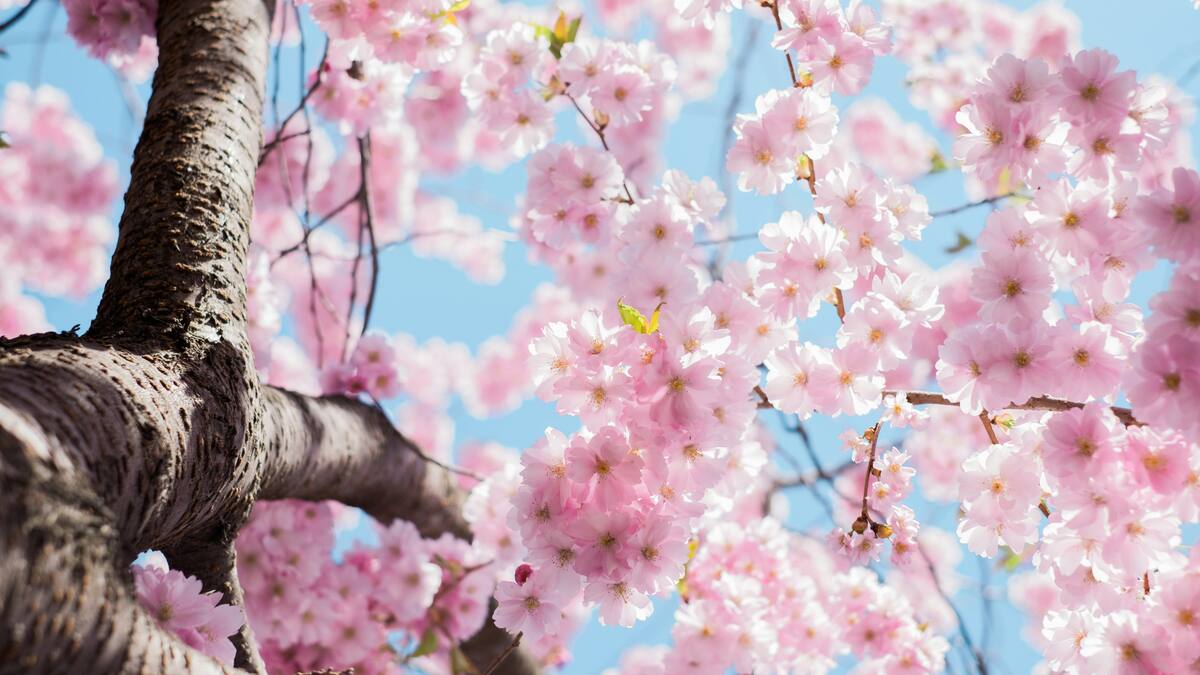 Se viene la primavera en el hemisferio sur.