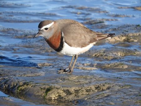 El pájaro chorlito. Foto: Aves de Argentina.