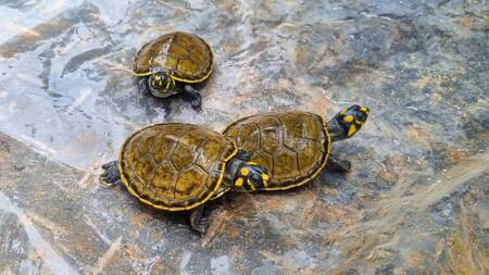 Devolvieron tortugas a su hábitat. Foto: Instagram/arc_fuerzanavaldelaorinoquia