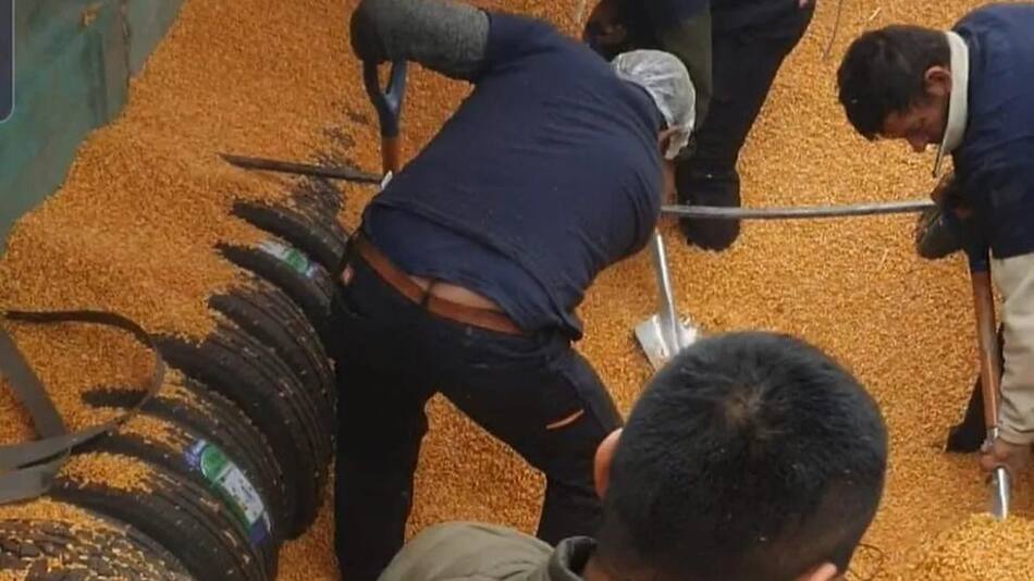 Aduana detectó neumáticos escondidos entre granos. Foto: DNA