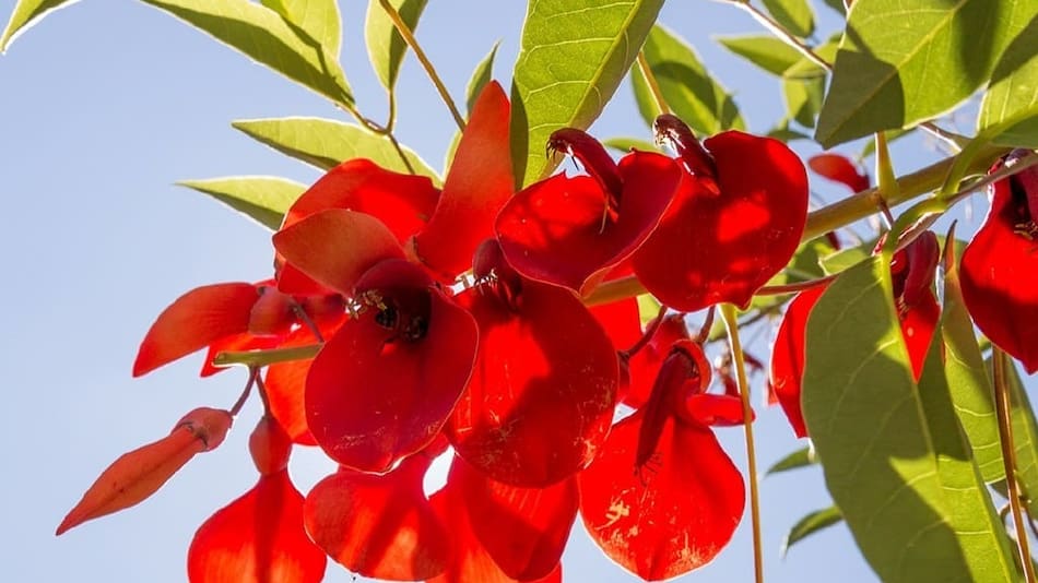 Ceibo, flor nacional