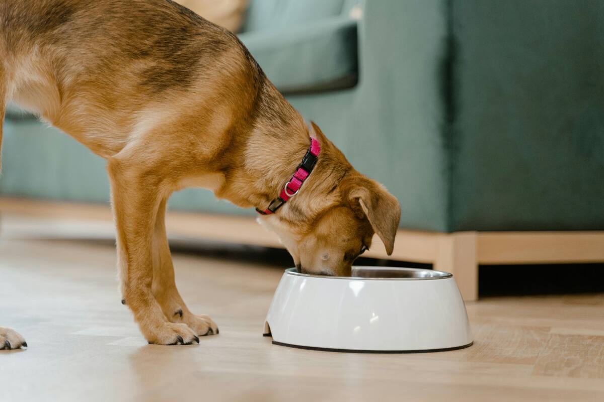 Perros, comida. Fuente: Pexels