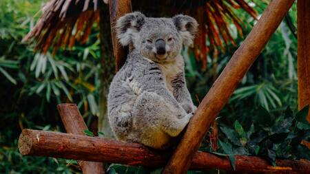 Koala llora la muerte de su amiga. Foto X.