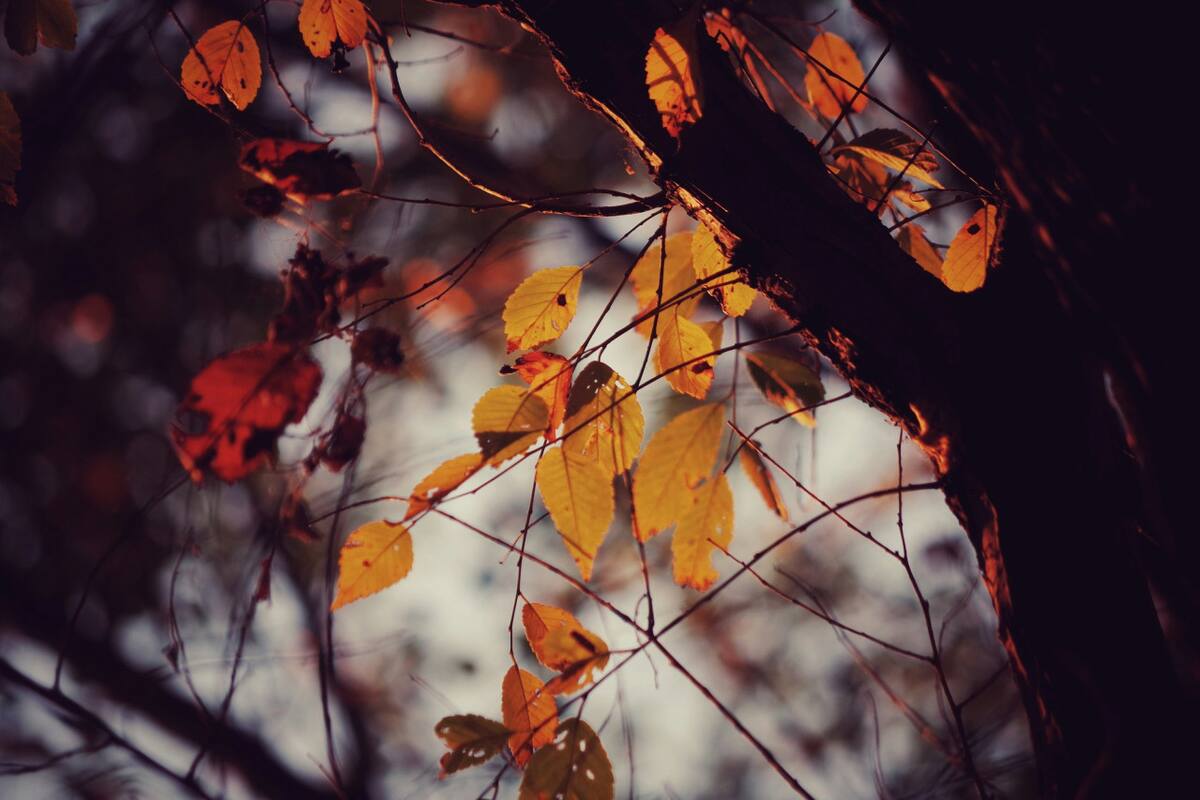Otoño. Foto Unsplash