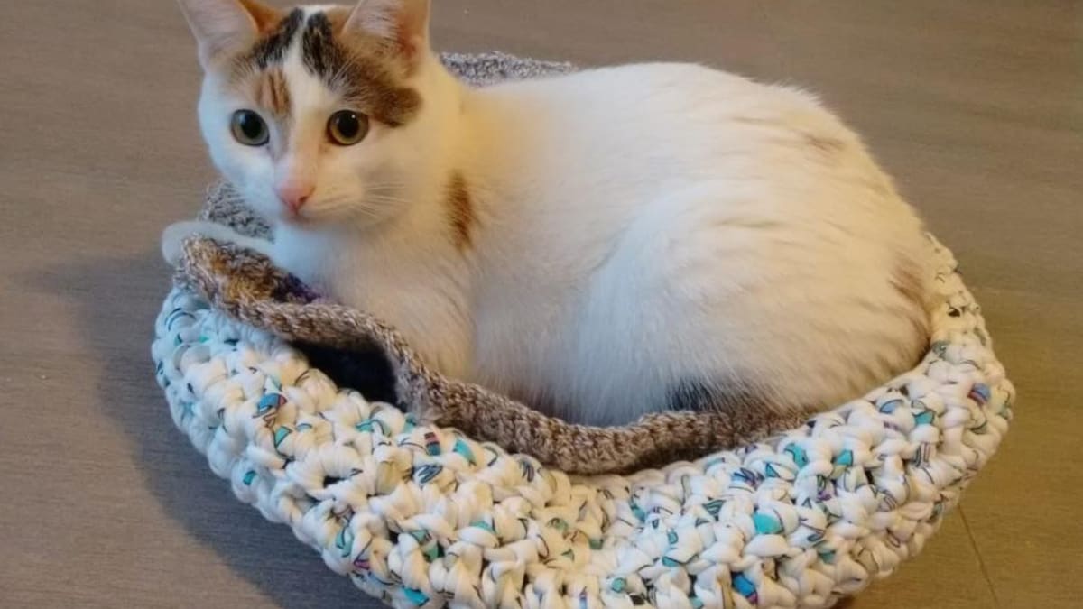 Gato