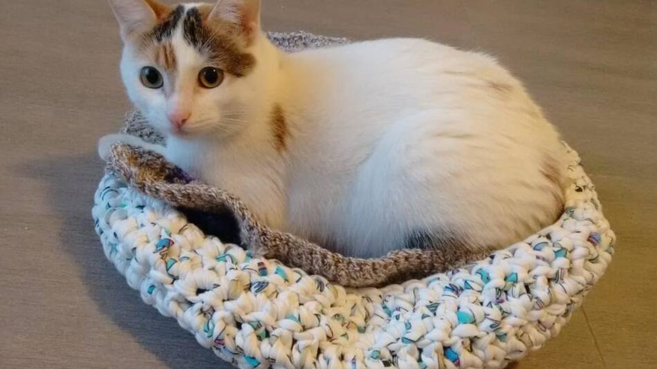 Gato