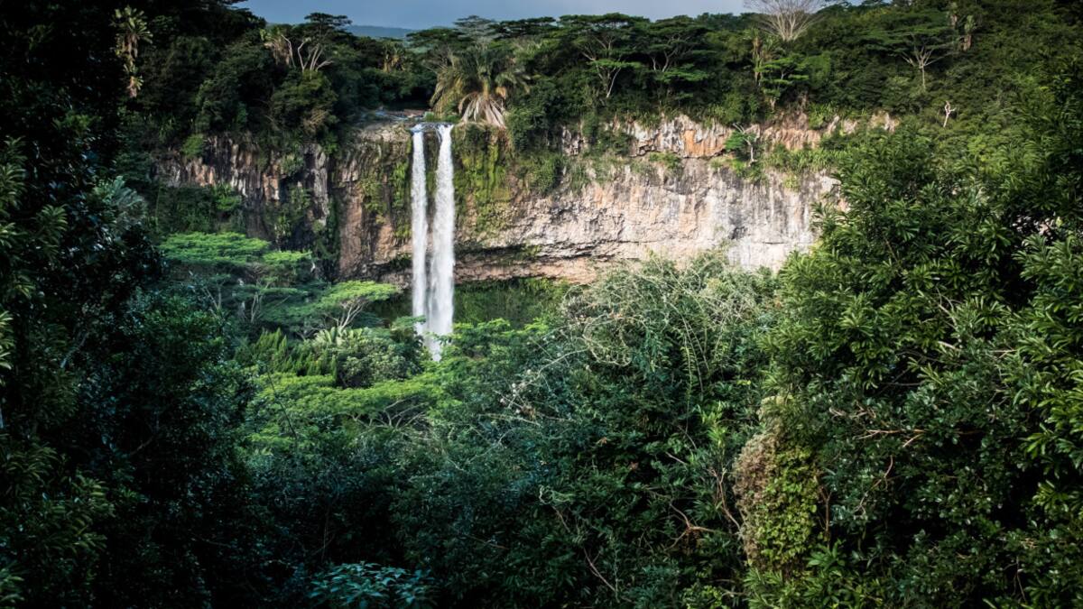 Bosques tropicales primitivos. Foto: Unsplash.