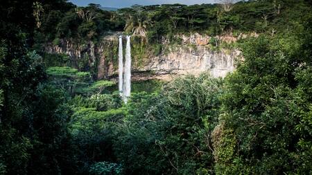 Bosques tropicales primitivos. Foto: Unsplash.