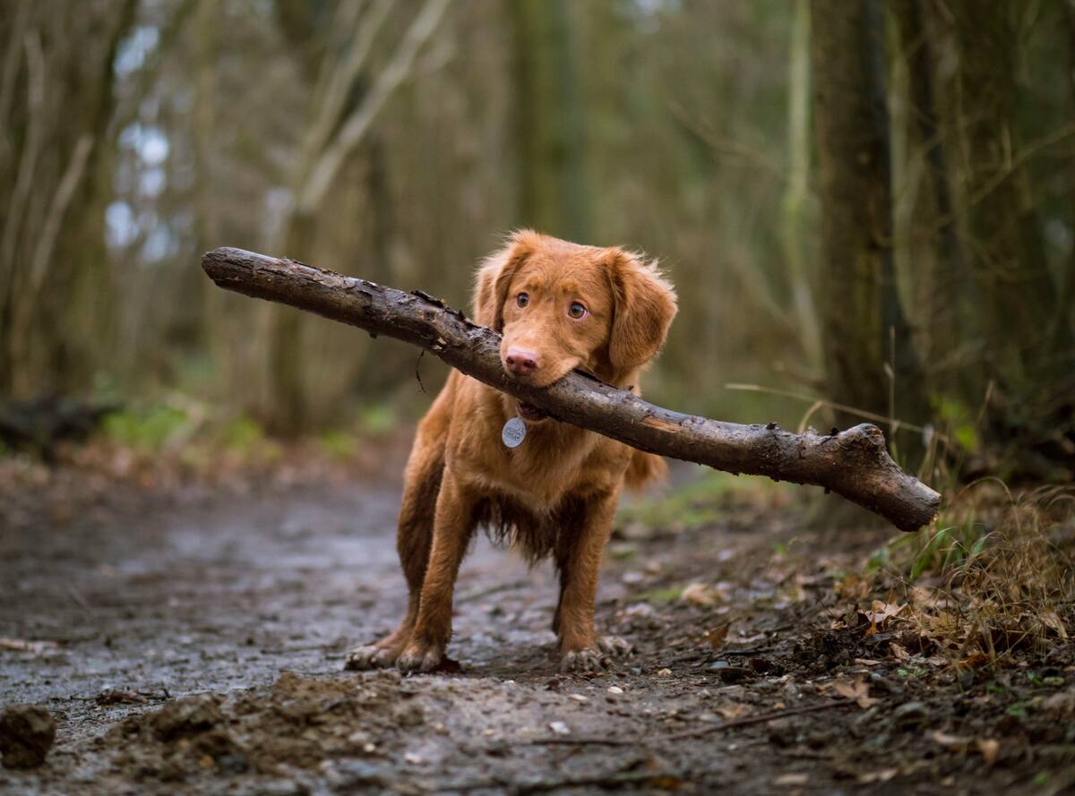 Perros. Foto: Unsplash