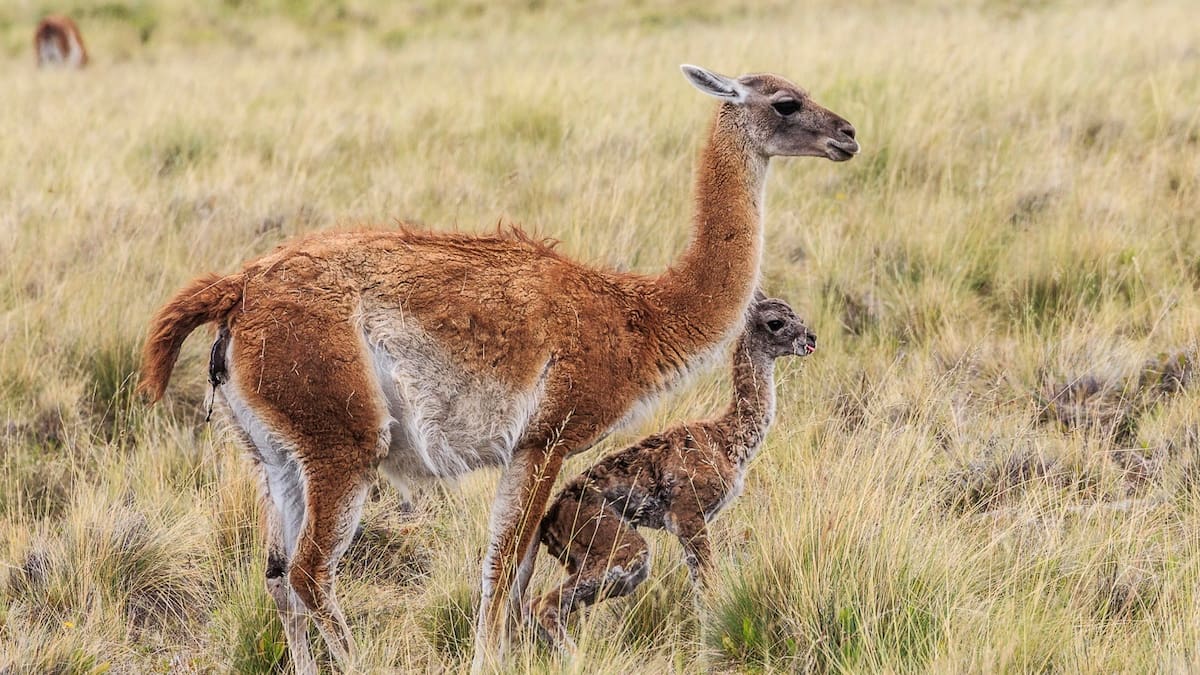 Planean controlar a los guanacos en Santa Cruz