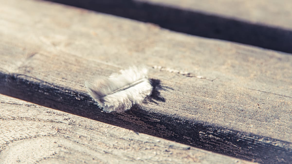 Qué significa encontrar una pluma dentro de la casa