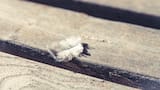 Un mensaje espiritual: qué significa encontrar una pluma dentro de tu casa