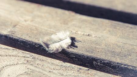 Qué significa encontrar una pluma dentro de la casa