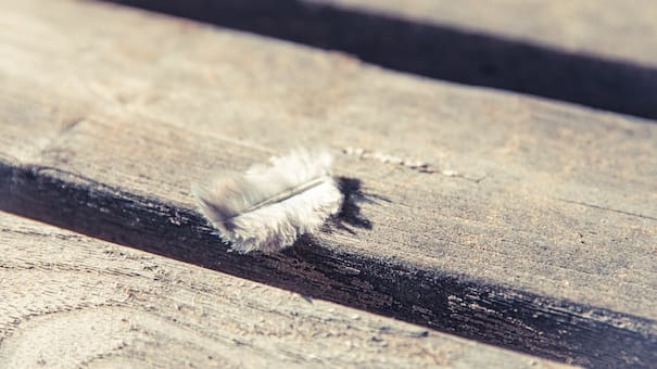 Un mensaje espiritual: qué significa encontrar una pluma dentro de tu casa