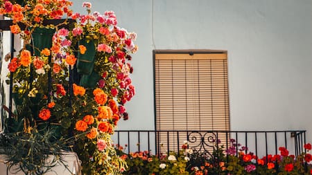 Plantas para balcones. Foto: Unsplash.