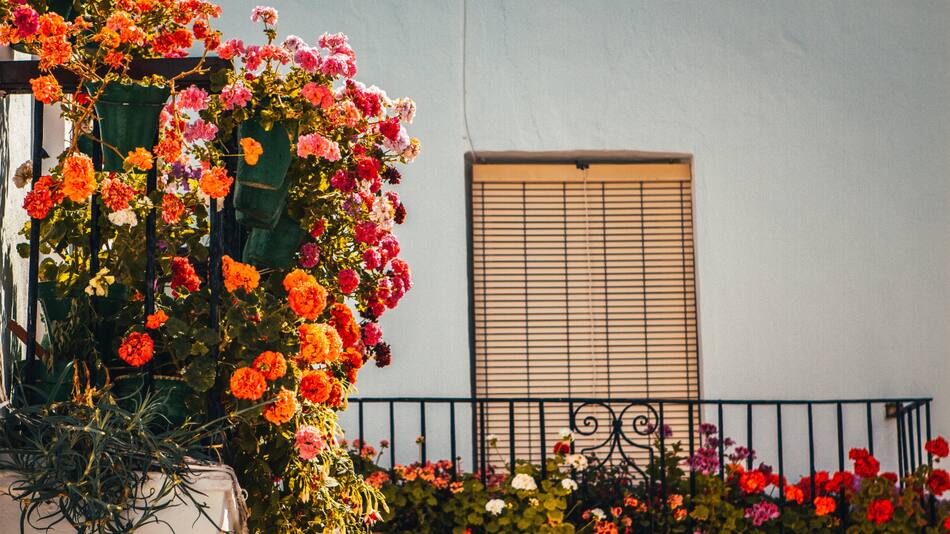 Plantas para balcones. Foto: Unsplash.