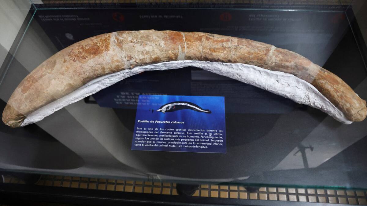 La ballena más pesada de la historia. Foto: Reuters.