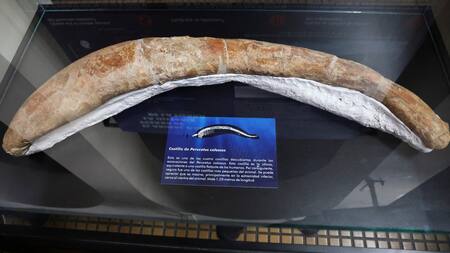 La ballena más pesada de la historia. Foto: Reuters.