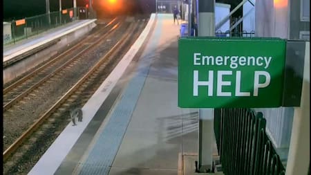 Un koala interrumpe el sistema ferroviario de Sídney tras colarse en una estación. EFE