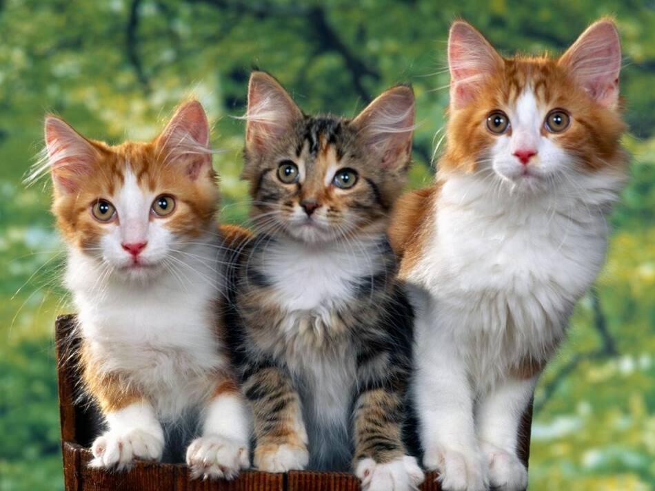 Día Internacional del gato