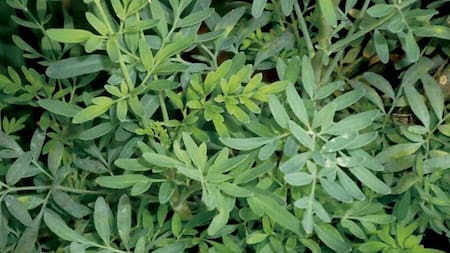 Cultivar ruda en primavera: paso a paso, cómo cuidarla en casa para que crezca fuerte y saludable