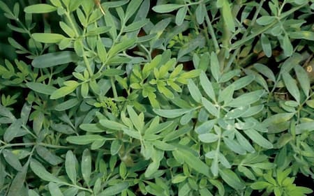 Ruda. Foto: Unsplash