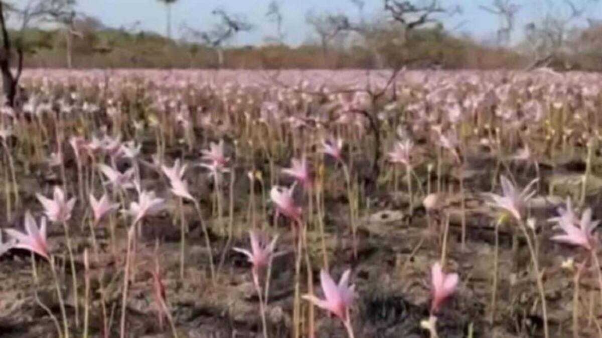 Tras los incendios y las intensas lluvias en Corrientes, los Esteros del Iberá comienzan a recuperarse