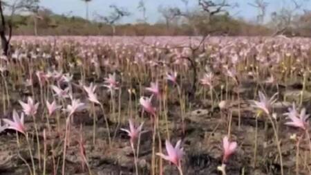 Tras los incendios y las intensas lluvias en Corrientes, los Esteros del Iberá comienzan a recuperarse