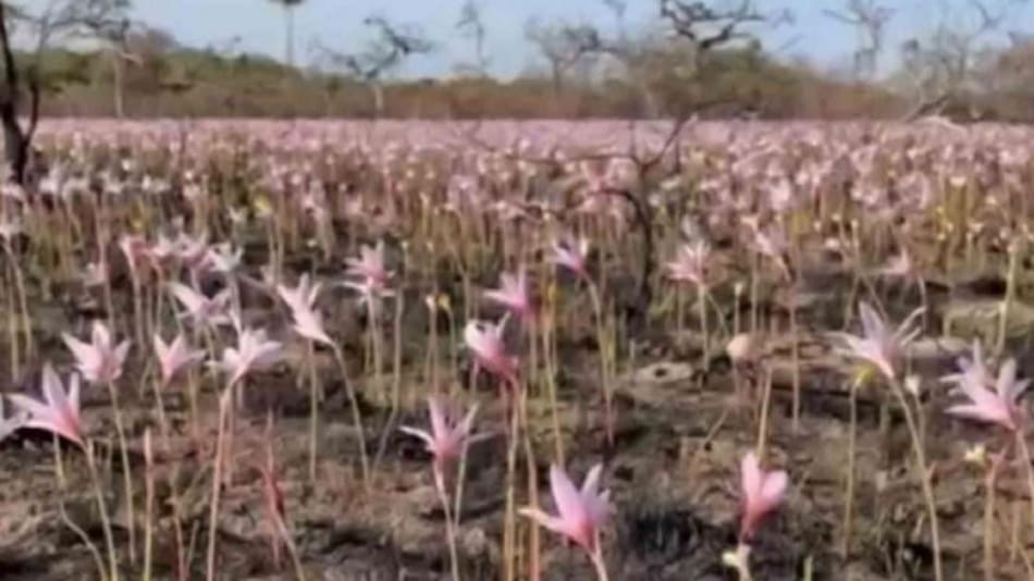 Tras los incendios y las intensas lluvias en Corrientes, los Esteros del Iberá comienzan a recuperarse