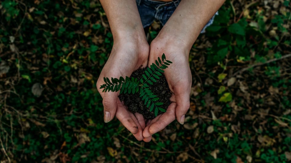 Cómo contribuir a un planeta sustentable. Foto Unsplash.