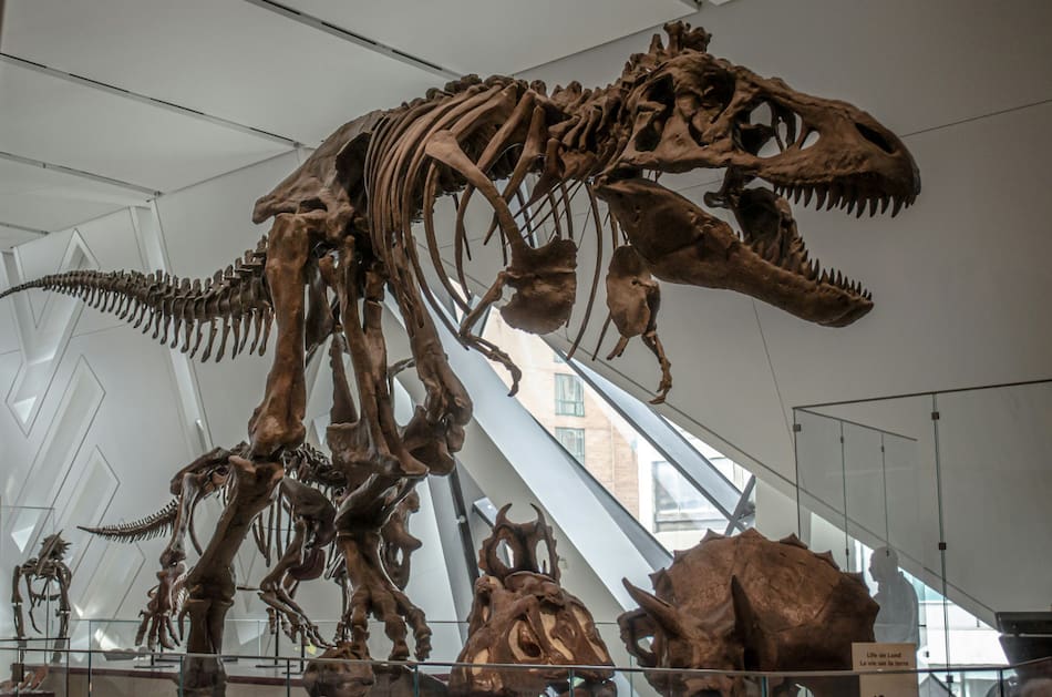Dinosaurio. Foto: Unsplash
