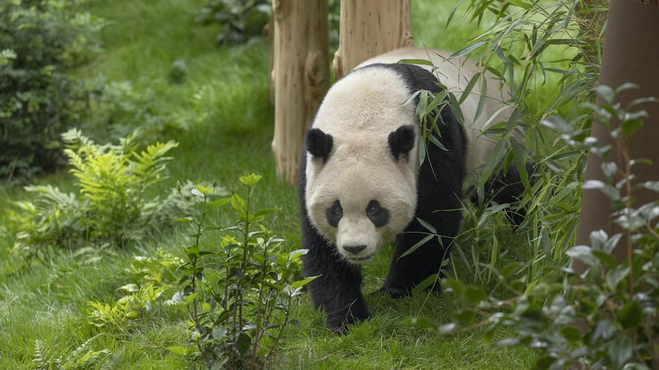 Oso panda en el Zoológico de San Diego. Foto: EFE.