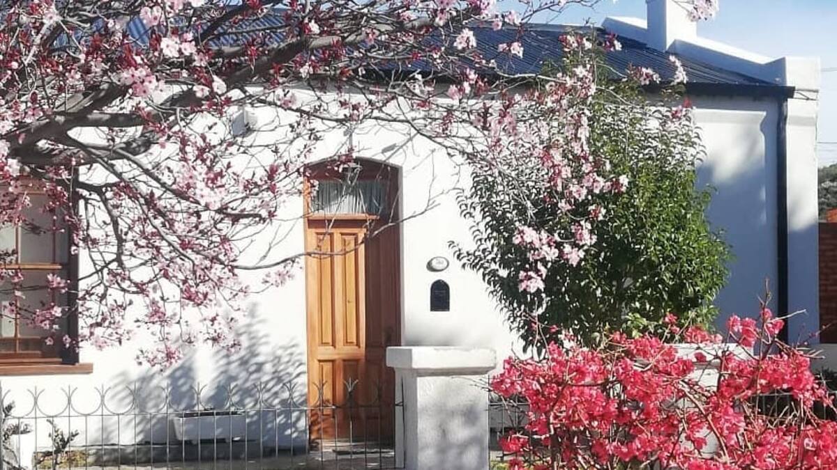 Ciruelo en flor.