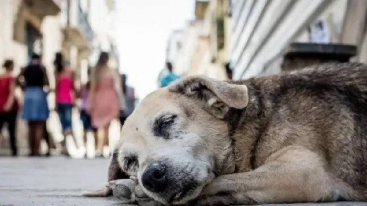 Perro callejero