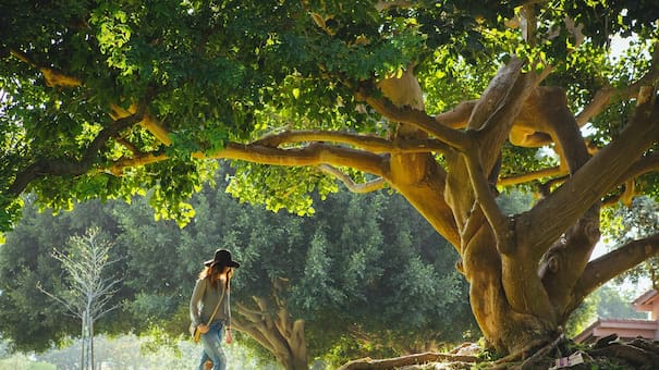 Nunca los plantes: los árboles que pueden romper tu piso y vereda con sus raíces