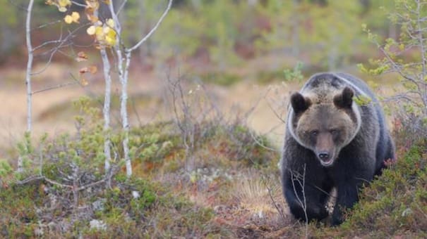 Un revelador estudio mostró el secreto que determina la ubicación del oso pardo en Europa
