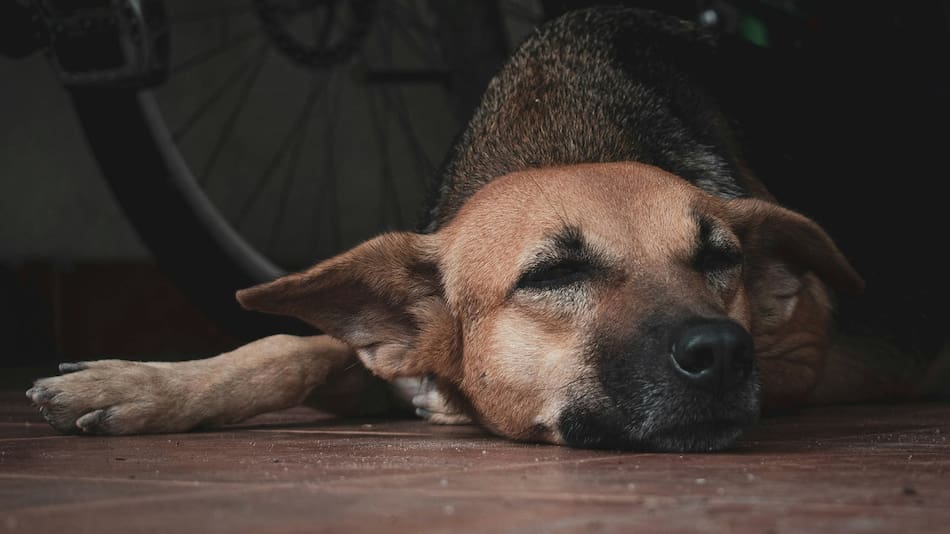 Perros envenenados.
