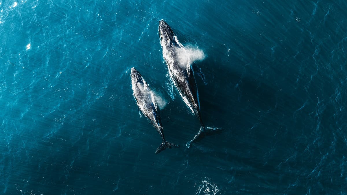 El “bosque del océano”: así las ballenas eliminan dioxido de carbono y ayudan a combatir el cambio climático