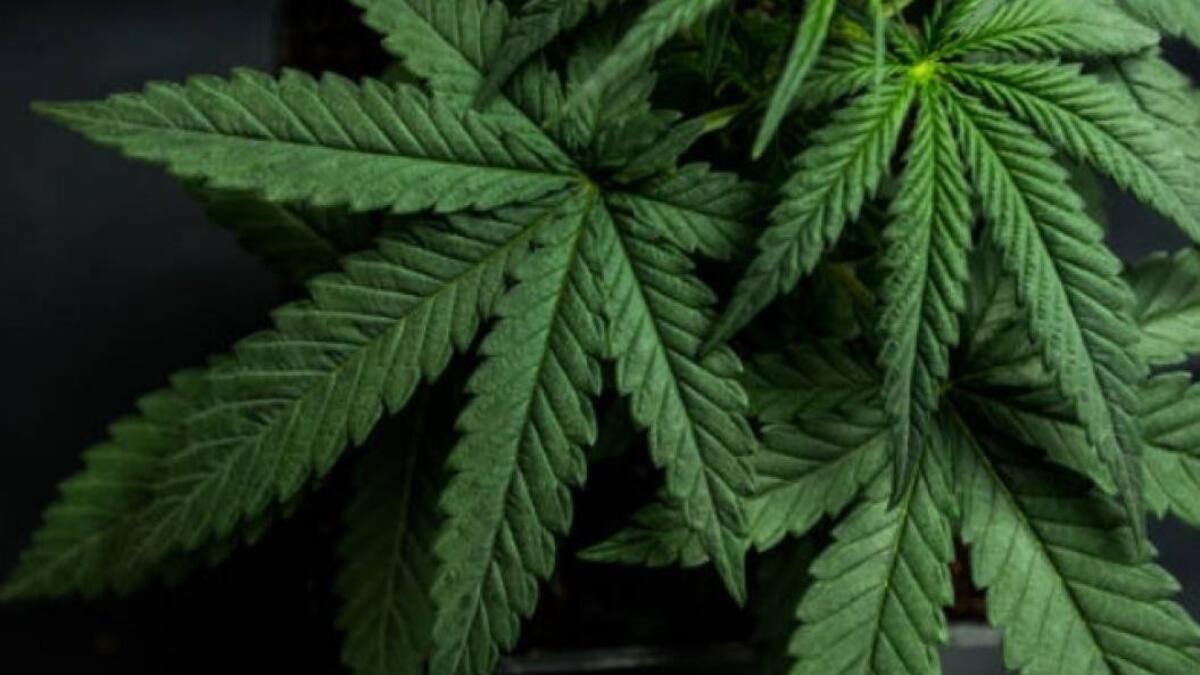 Marihuana