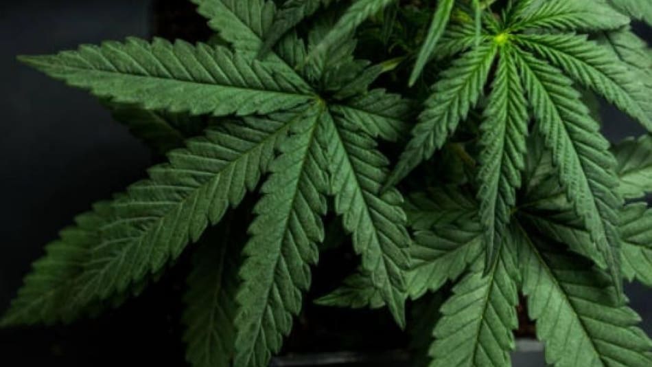 Marihuana