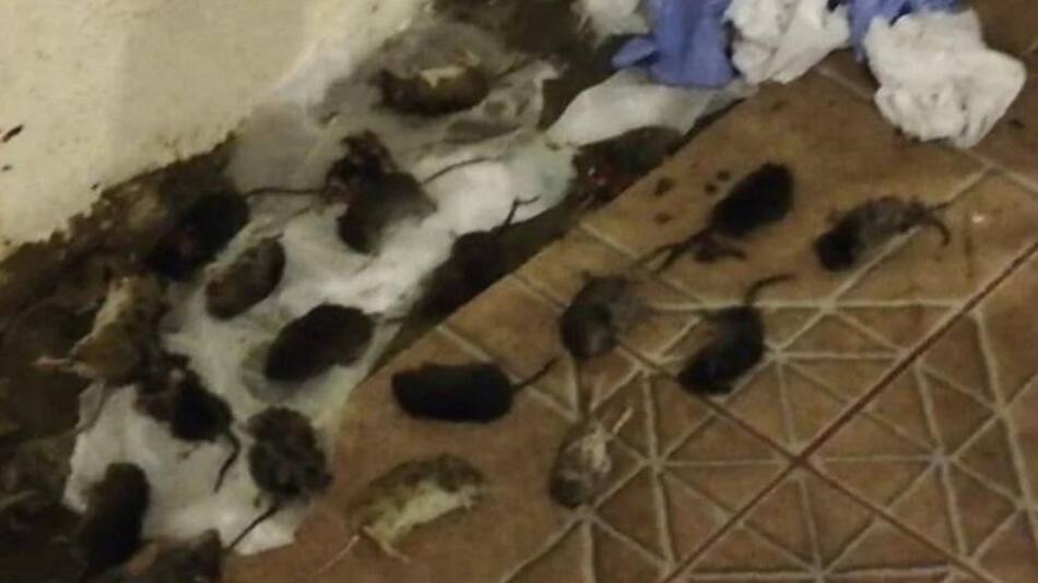 Invasión de ratas en la cordillera patagónica