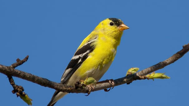 Pequeño, colorido y musical: la historia detrás del pájaro más escuchado de la Argentina