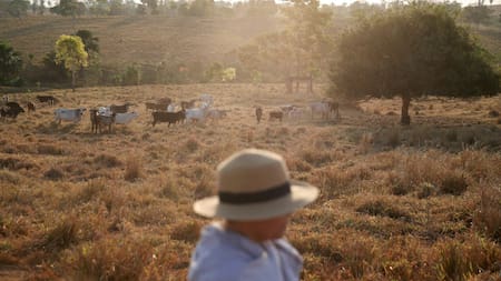 Más de 2.700 reses murieron en Brasil a causa del frío. Foto: Reuters.