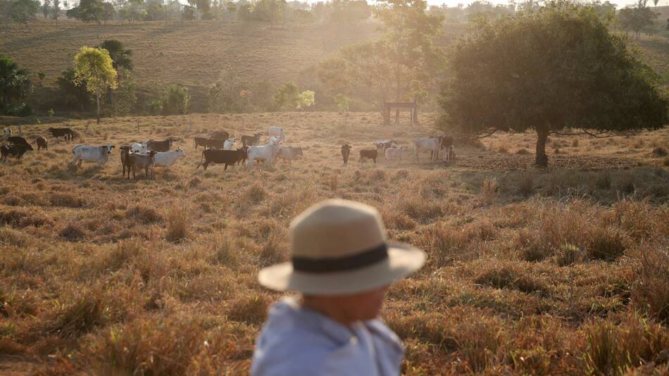 Más de 2.700 reses murieron en Brasil a causa del frío. Foto: Reuters.