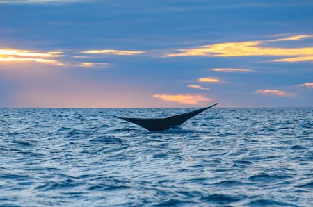 El Doradillo permite el avistaje de ballenas. Foto: Unsplash