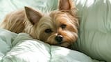 Comportamiento canino: ¿por qué los perros se acuestan en las almohadas de sus dueños?